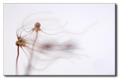 Clématites