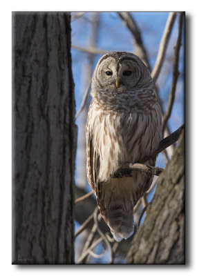 Chouette raye - Barred Owl - Strix varia