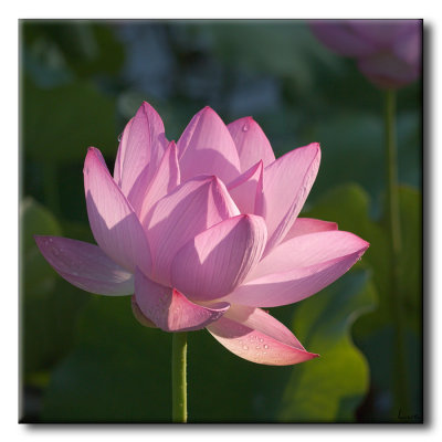 Lotus