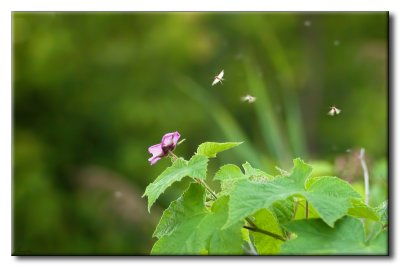 Fleur et Insectes