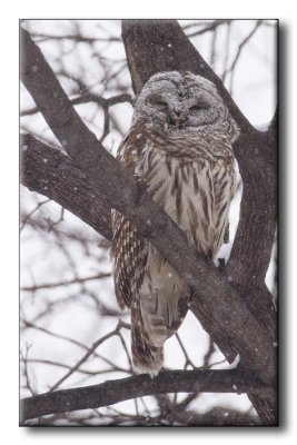 Chouette raye - Barred Owl - Strix varia