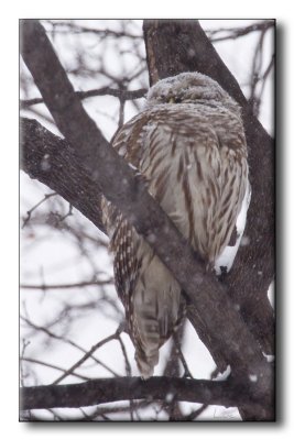 Chouette raye - Barred Owl - Strix varia