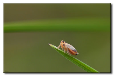 Insecte
