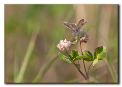 Lpidoptre sur Trfle