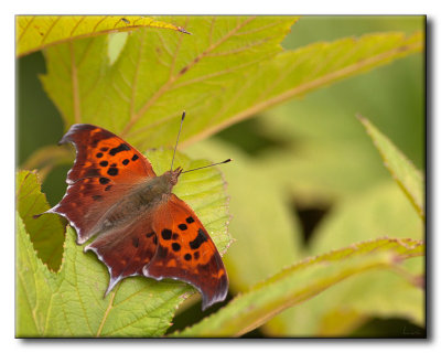 Polygone  queue violace - Question Mark - Polygonia interrogationis