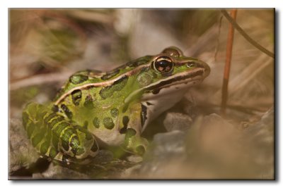 Grenouille Lopard - Northern Leopard Frog - Lithobates Rana pipiens