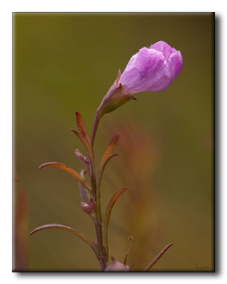 Plante