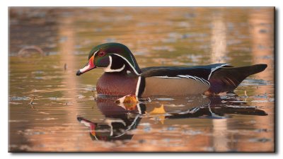 Canard Branchu