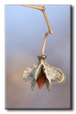 Fusain - Spindle Tree - Euonomus Hamiltonianus