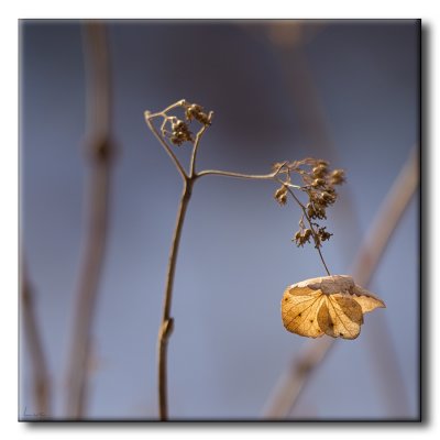 Filipendule du Japon - Japanese Meadowsweet - Filipendula purpurea