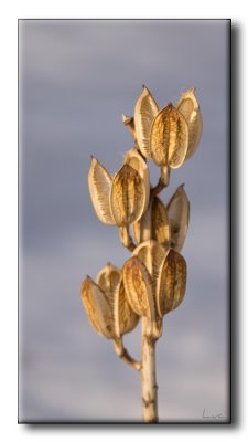 Hosta - Plantain Lily