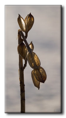 Hosta - Plantain Lily