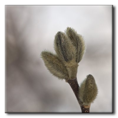 Bourgeons