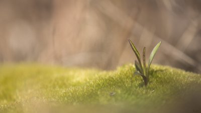 Plante et Mousse