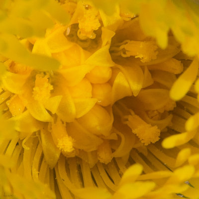 Tussilage
