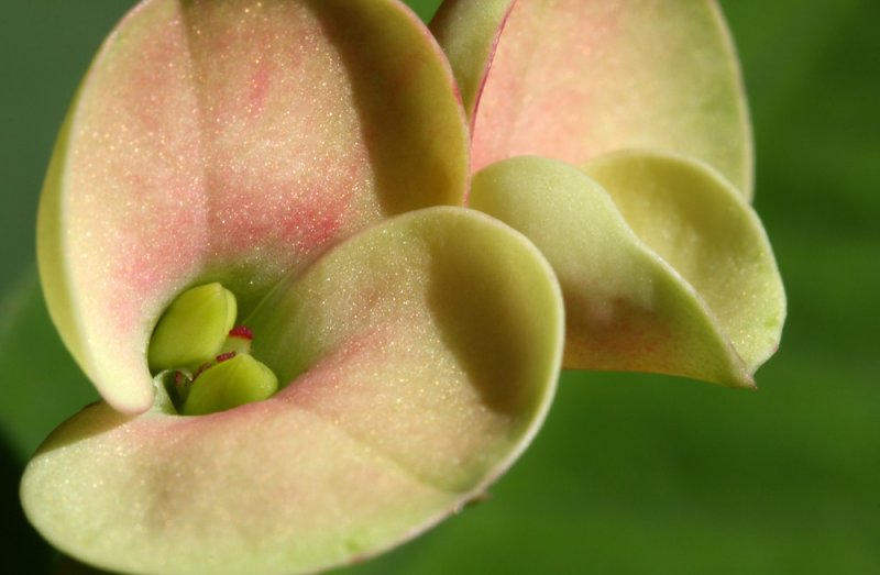 Euphorbia milii - mleek, kristusov trn (IMG_9104ok.jpg)