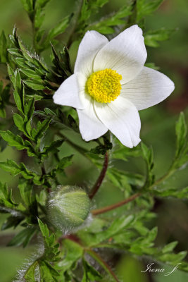 Pulsatilla alba - beli kosmatinec (alpski kosmatinec ok1 copy.jpg)