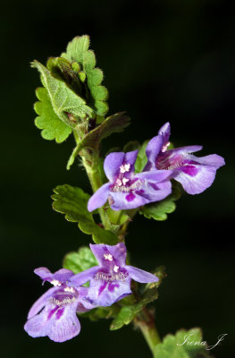 glechoma hederacea - grenkuljica copy.jpg