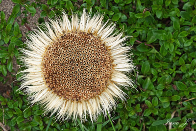 Carlina acaulis - bodea nea (IMG_0502ok copy.jpg)