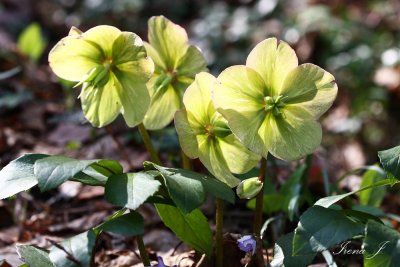 Helleborus niger - rni teloh (IMG_0773ok copy.jpg)