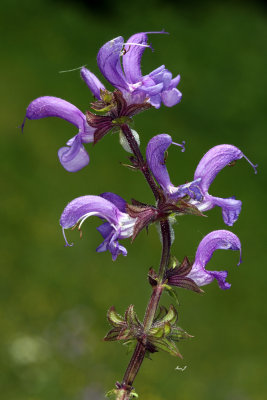 Salvia pratensis - travnika kadulja (IMG_2666ok copy.jpg)