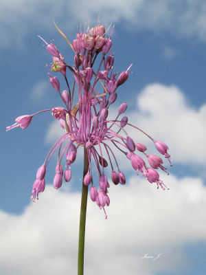 Allium carinatium - gredljasti luk (IMG_2964 ok copy.jpg)