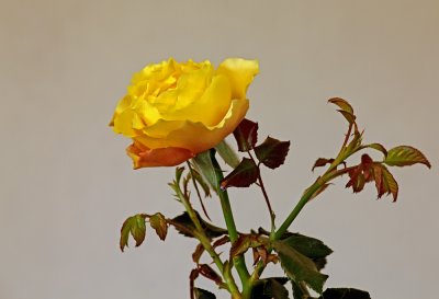 Rose - vrtnica (IMG_7547ok.jpg)