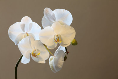 Orchid paleonopsis (IMG_7504ok.jpg)