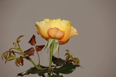 Rose - vrtnica (IMG_7465ok.jpg)