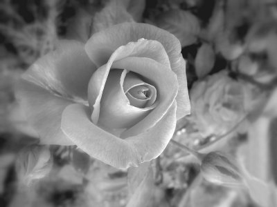 Rose - vrtnica (c.jpg)