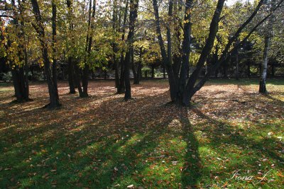 Arboretum Volčji potok (sence2 copy.jpg
