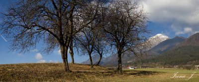 Trees at Preddvor (Panorama 38.jpg)