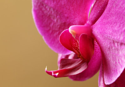 Orchidea phanaleopsis (IMG_7616ok1.jpg)