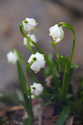 Leucojum vernum - veliki zvonek (IMG_0725ok.jpg)