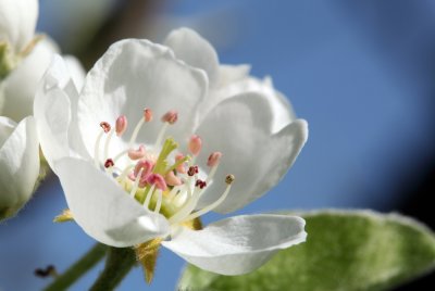 Pear blossom (IMG_0772ok.jpg)