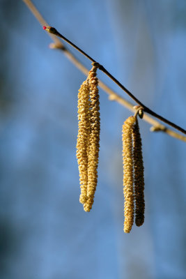 Corylus avellaria - leska (IMG_1040ok.jpg)