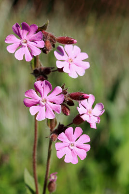 Silene dioica - rdei slizek (IMG_4839ok.jpg)