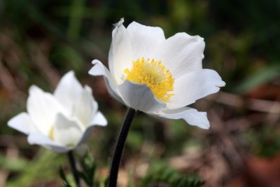 Pulsatilla alba - beli kosmatinec (IMG_5222ok.jpg)