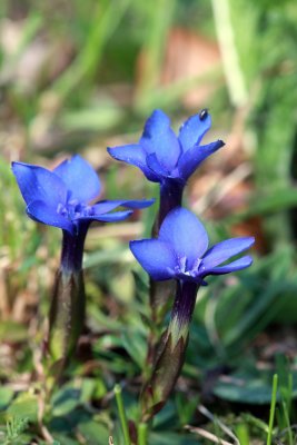 Gentiana verna - spomladanski svi (IMG_5237ok.jpg)