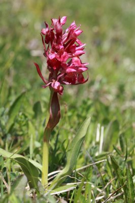 Elder-flowered orchid Dactylorhiza sambucina bezgova prstasta kukavica (IMG_5298ok.jpg)