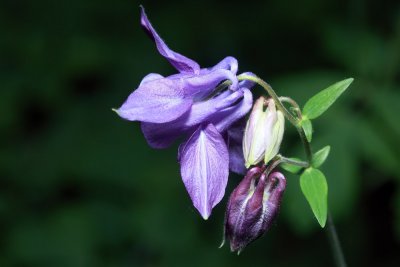 Aquilegia vulgaris - navadna orlica (IMG_5356ok.jpg)