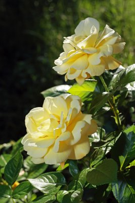 Roses - vrtnice (IMG_5458ok.jpg)