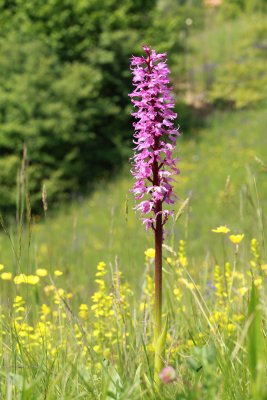 Orchis signifera  - zvezdasta kukavica (IMG_5735ok.jpg)