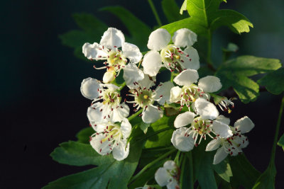 Crataegus laevigata blossom - glog (IMG_6349ok.jpg)