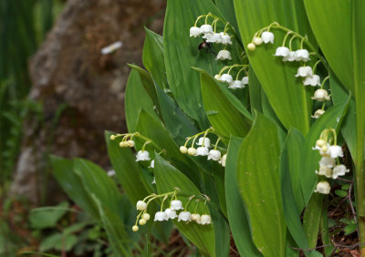 Convallaria majalis - lily of the valley - marnica (IMG_3414ok.jpg)