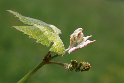 Grapevine - vinska trta (IMG_3785ok.jpg)