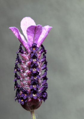 lavender - hybrid (IMG_4067ok.jpg)