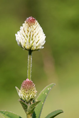 Trifolium - detelja (IMG_4289ok.jpg)