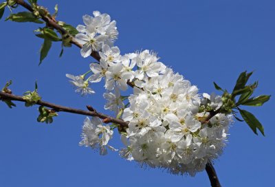 Cherry blossom (IMG_9841ok.jpg)