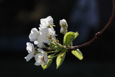 Pear blossom (IMG_9786ok.jpg)